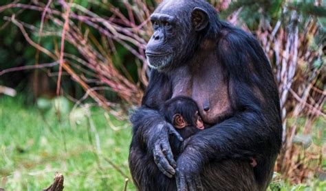 Critically Endangered Chimpanzee Born At Chester Zoo