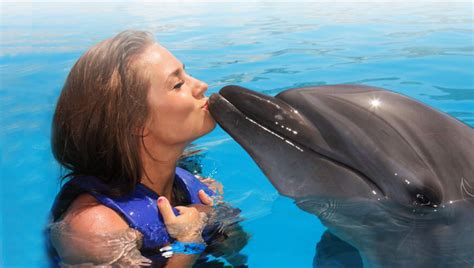 Sumérjase Con Amigables Delfines En Los Cabos Inmexico