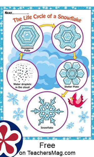 The Life Cycle Of A Snowflake Free Winter Activities Preschool