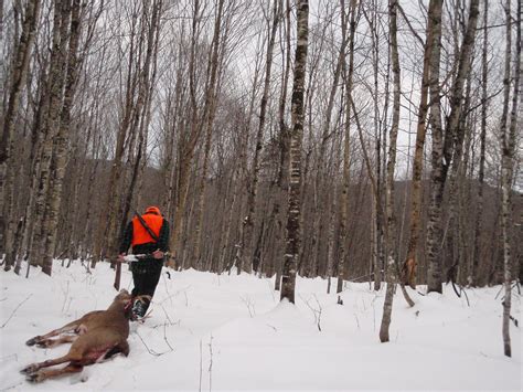 The Whirling Buck A Maine Tracking Story Big Woods Bucks