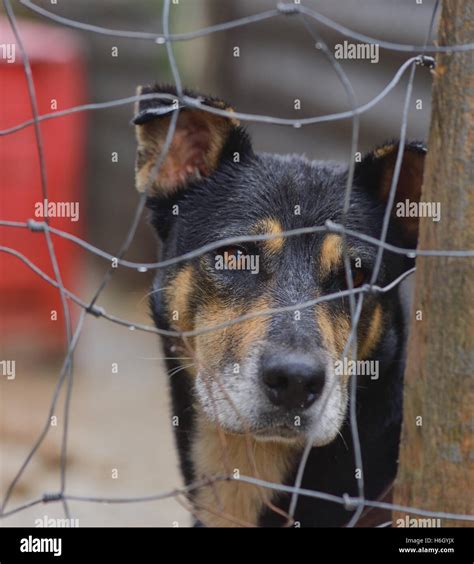 El Perro Rabioso Detrás Del Corral De Un Refugio De Perros Fotografía