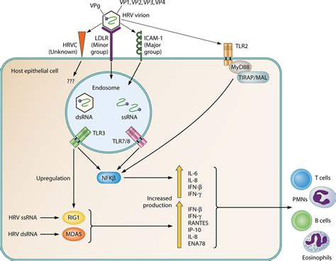 Signal Transduction Pathways And Activation Of The Innate Immune