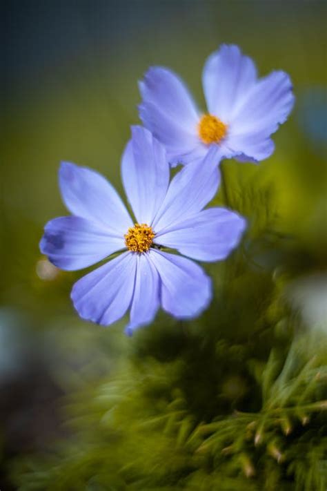Blue Cosmos Flower · Free Stock Photo