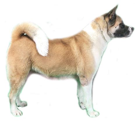 Big fat chow dog, chow chow, fat png. Sire