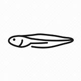 Tadpole Coloring Frog Icon Freshwater Creature Fertilisation Pollywog Animal Editor Open sketch template