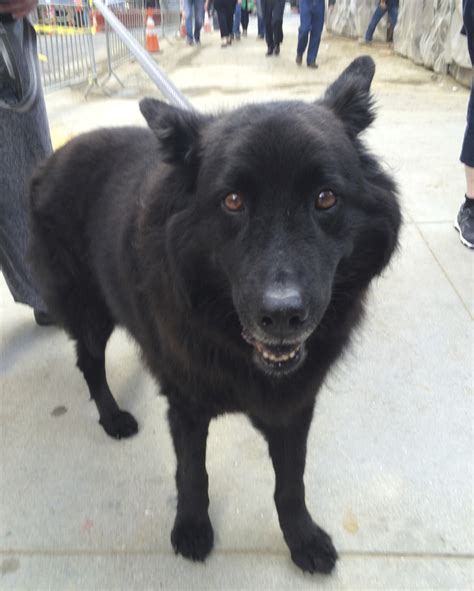 Dog Of The Day Gus The Belgian Shepherd Chow Mix The Dogs Of San