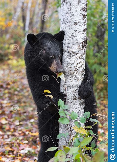 Black Bear Ursus Americanus Holds Birch Tree While Nibbling Leaf Autumn