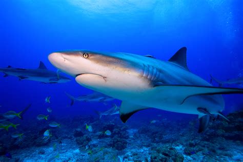 The caribbean reef shark, or carcharhinus perezi, is a species of shark found near florida, bermuda, the caribbean sea, the gulf of mexico, and as far south as brazil. PADI AmbassaDiver, Manuel Bustelo on Shark Diving Tourism