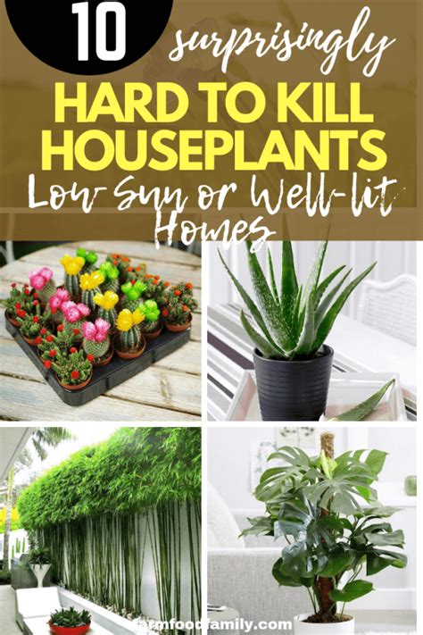 10 Hard To Kill Houseplants For Low Sun Or Well Lit Homes Plants