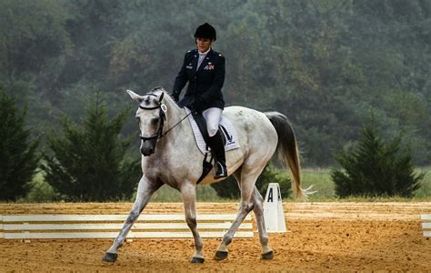 The Different Horse Riding Disciplines A Complete Guide Horse Learner