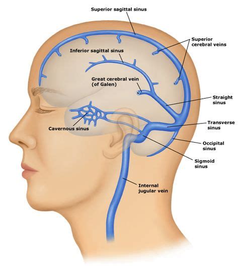 Dural Venous Sinuses Cerebral Craniosacral Therapy Medical
