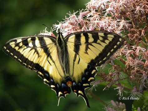 Eastern Tiger Swallowtail Papilio Glaucus Linnaeus Butterflies