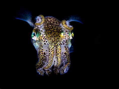 Brilliant Photos Of The Bobtail Squid Abc News