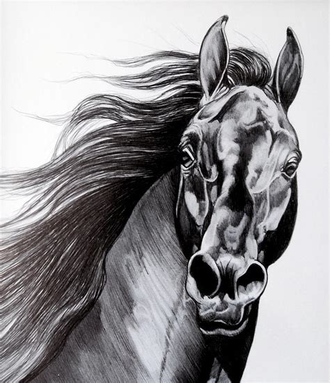 Horse Drawing Pencil Sketch Colorful Realistic Art Images Drawing