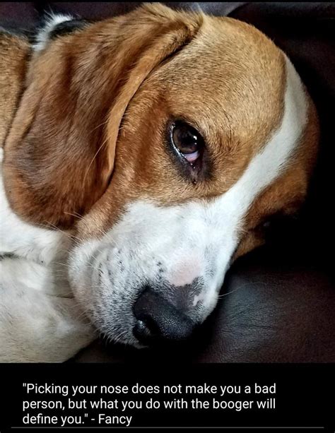 Pin By Mark Whitecotton On Beagle Memes Beagle Dogs Animals