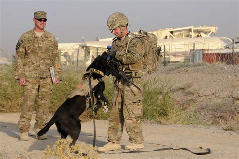 Military Working Dogs Train At Kandahar Airfield Us Air Force Display
