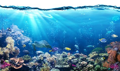 Underwater Scene With Reef And Tropical Fish Stock Photo Download