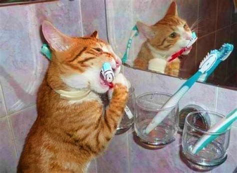 Most cat parents think that they couldn't possibly get their cats used to it. National Pet Dental Health Month - Mars Hill Animal ...