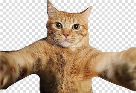Brown Cat Illustration Cat Selfies Pet Cat Transparent Background