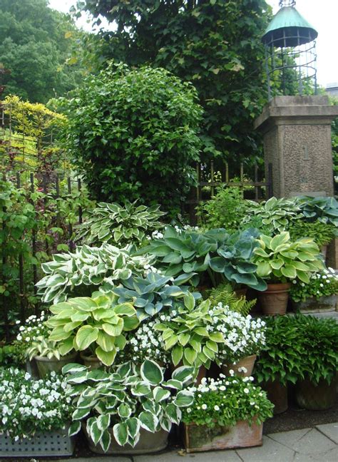 Hostas In Containers With White Impatiens Dispersed