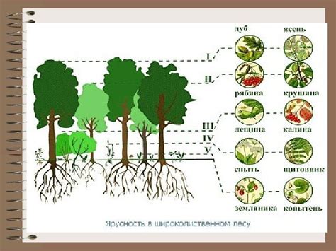 Биогеоценозы Экосистемы Строение и свойства Термины