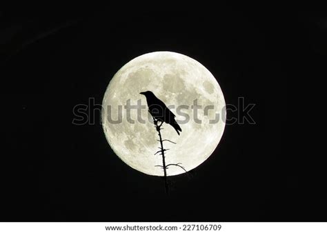 Full Moon Raven Stock Photo 227106709 Shutterstock