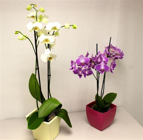 HOW TO GET AN ORCHID TO REBLOOM | Orchids, Orchid rebloom, Orchid care