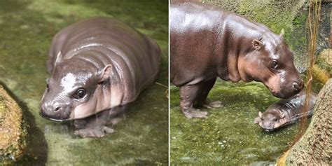 Spore Zoo Welcomes Newborn Baby Pygmy Hippo Named Miata You Can Now