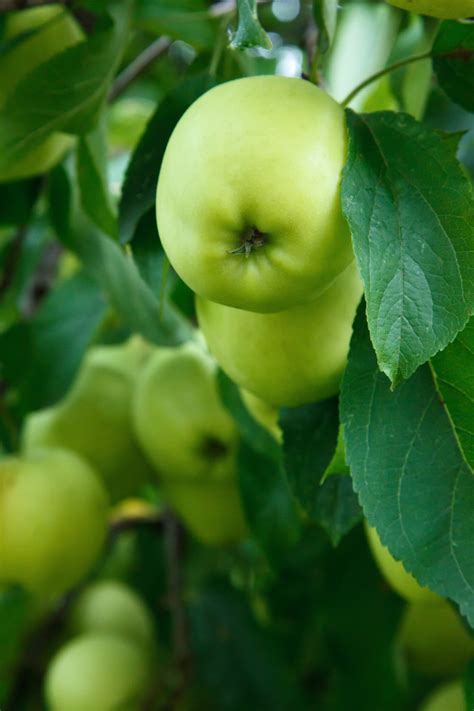 Green Apple On Tree Download Hd Wallpapers