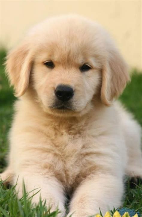 Gambar Anak Anjing Lucu