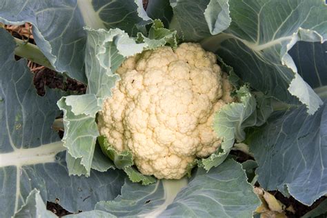 Caring For Cauliflower In The Garden Food Gardening Network