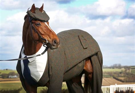 Inghilterra Il Cavallo Più Elegante Del Mondo Indossa Vestito
