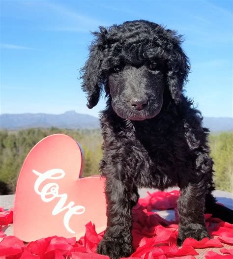 All our teacup quality poodle puppies come with five. Black poodle puppy | Poodle puppy, Black standard poodle, Poodle puppy standard