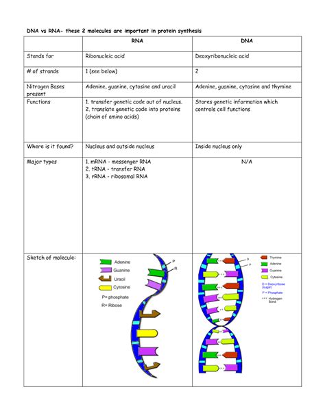Dna double helix worksheet answers from dna structure and replication worksheet answers key , source:topsimages.com. Freshmanius Biologius: Miss Abruzzo's Roadmap to Biology ...