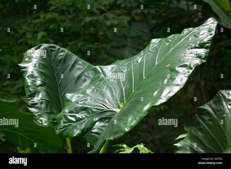 Waxy Leaves Of Tropical Vegetation In Rainforest On Fiji Stock Photo