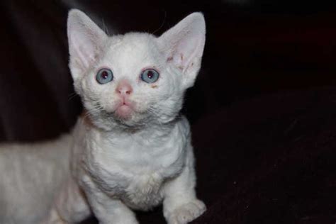 Devon Rex Kittens For Sale Adoption From Brantford Ontario