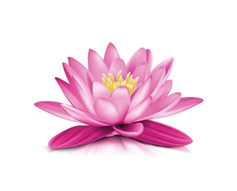 Lotus Flower Png Transparent