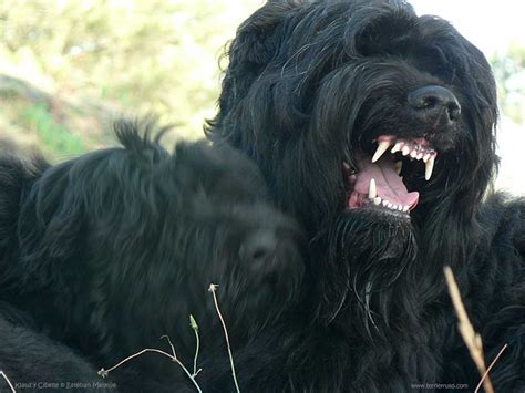 black russian terrier  black russian terrier dogs breeds pets
