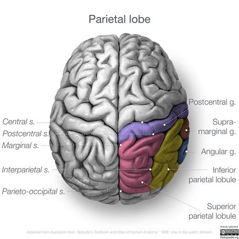 Parietal Lobe Diagram