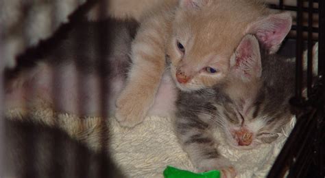 Taming Feral Cats Kittens 11 Why Are They Peeing In Their Bedding