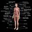 Diagram Of The Human Body Using Etymologies