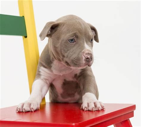 What You Must Know Before Getting A Pit Bull Terrier Mix
