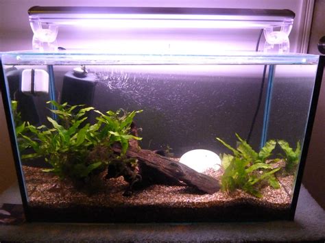 Carlo pecoraro, water injection, methanol injection, alcohol injection, better mpg, do it your self water injection, snow performance, labonte motorspoerts, coolingmist, devils own, diesel water injection. Information about Carbon and Carbon Dioxide Injection in a Planted or Fish tank : PlantedTank