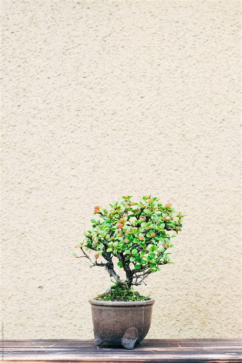 Japanese Bonsai Trees By Stocksy Contributor Rowena Naylor Stocksy
