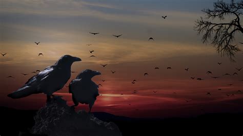 Hintergrundbilder Tiere Sonnenuntergang