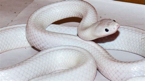 Rare White Snake Saved From Dog Attack Near Darwin In Australian