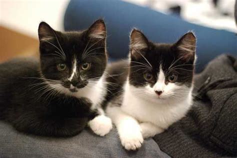 Tuxedo Kittens Love The White With The Black Nose Furry