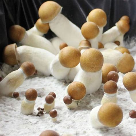 Penis Envy Mushrooms Mush Love Genetics