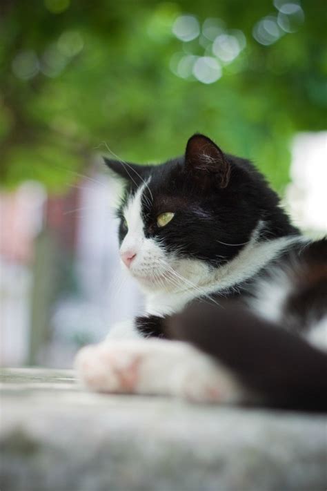 Tuxedo Cat Information And Photos Thriftyfun