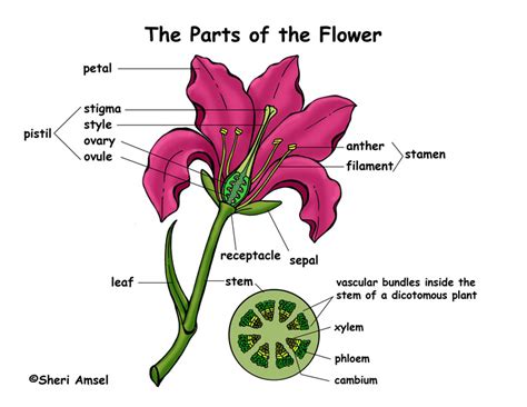 Some flowers have a few stamens, but the hibiscus. Parts of a Flower